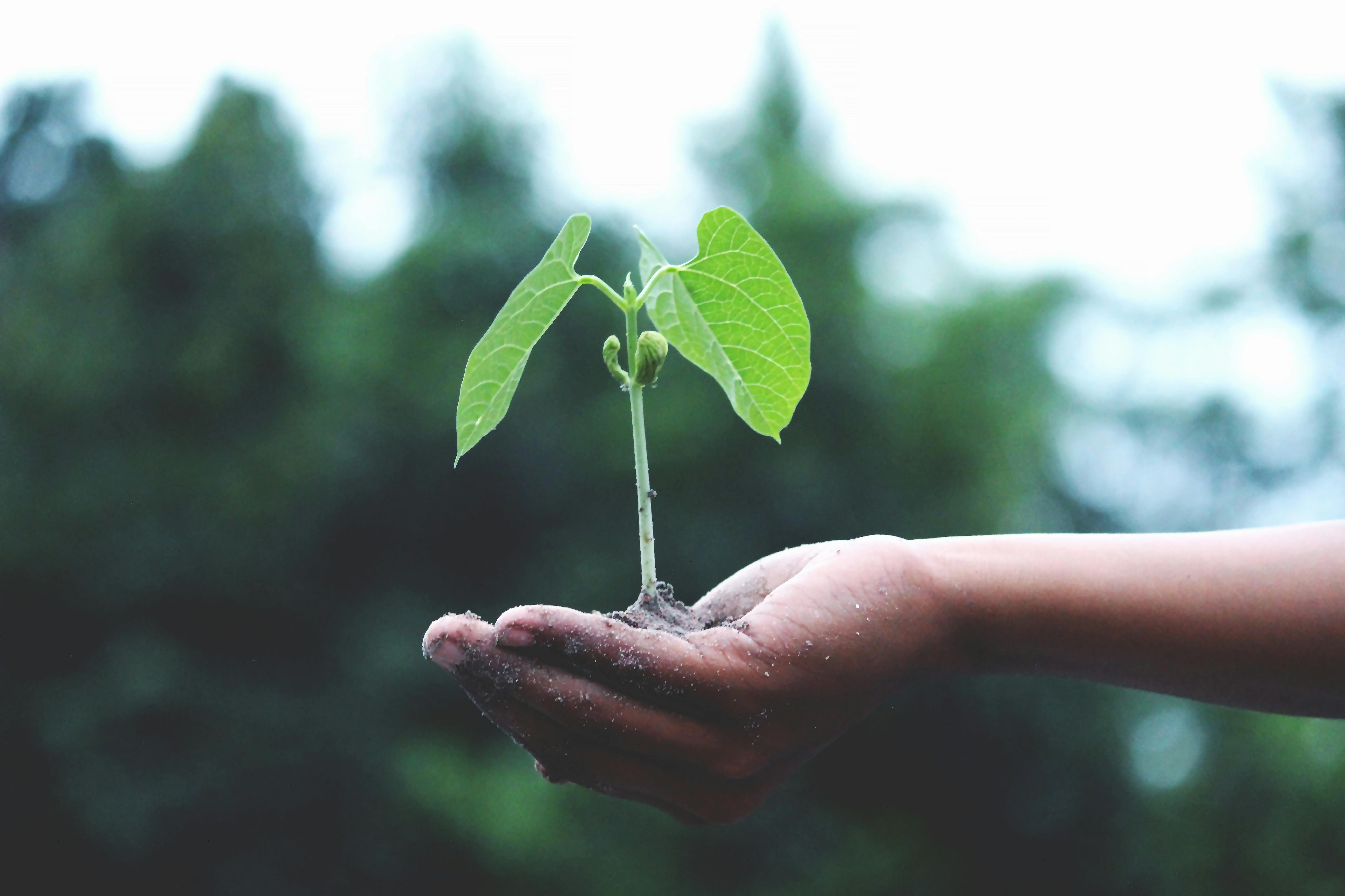 A hand holding a fresh seedling.